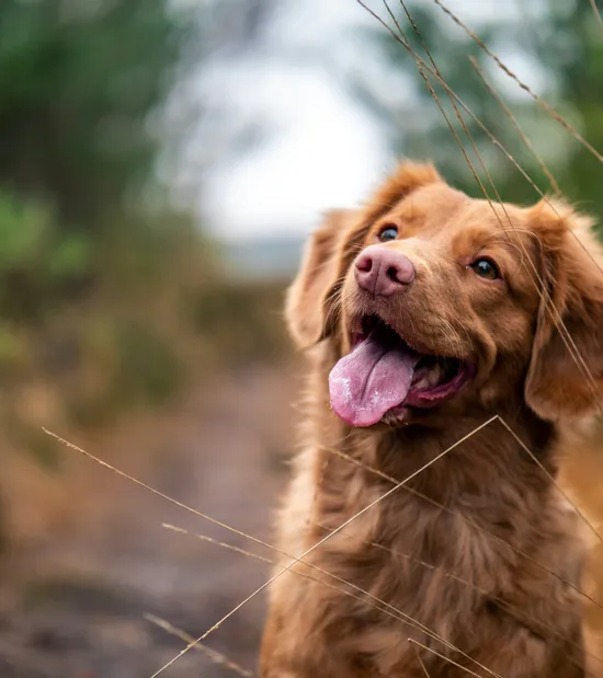 Fröhlicher brauner Hund mit heraushängender Zunge auf Waldweg im Herbst