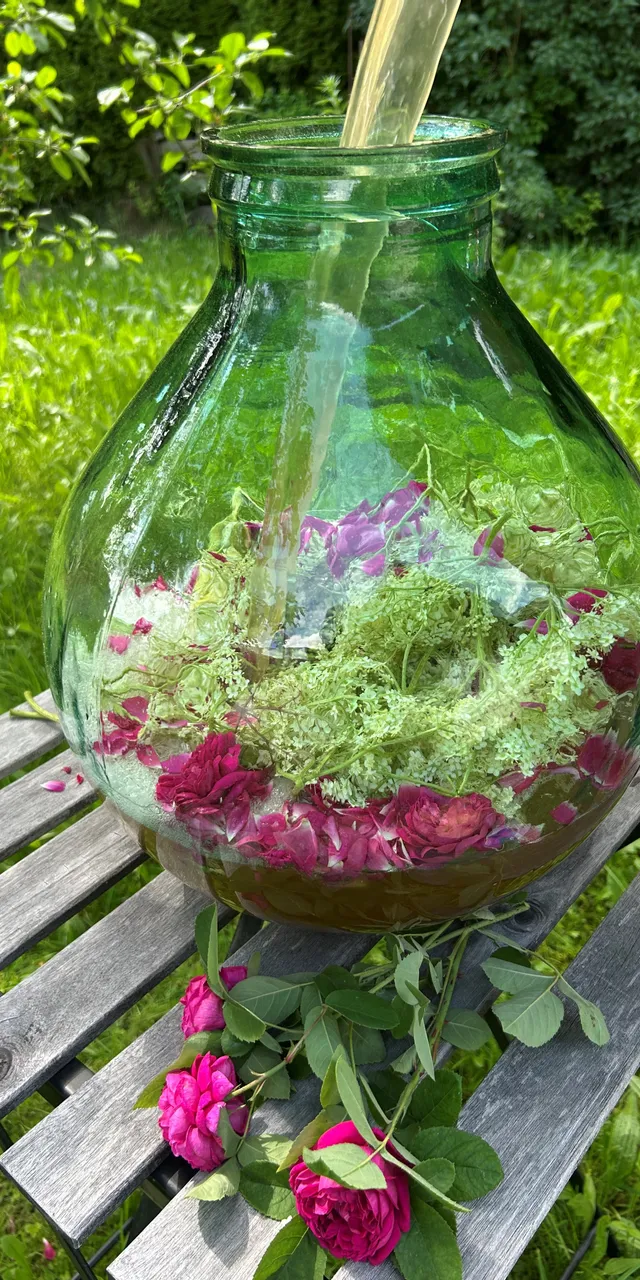 Herbal summer drink with rose petals and elderflowers in a glass jar on wooden table