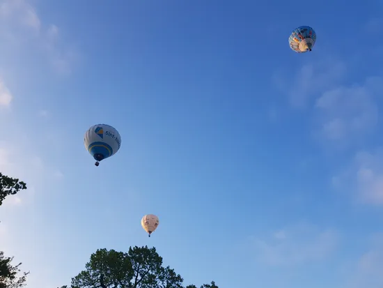 Drei bunte Heißluftballons schweben im blauen Himmel über Baumwipfeln